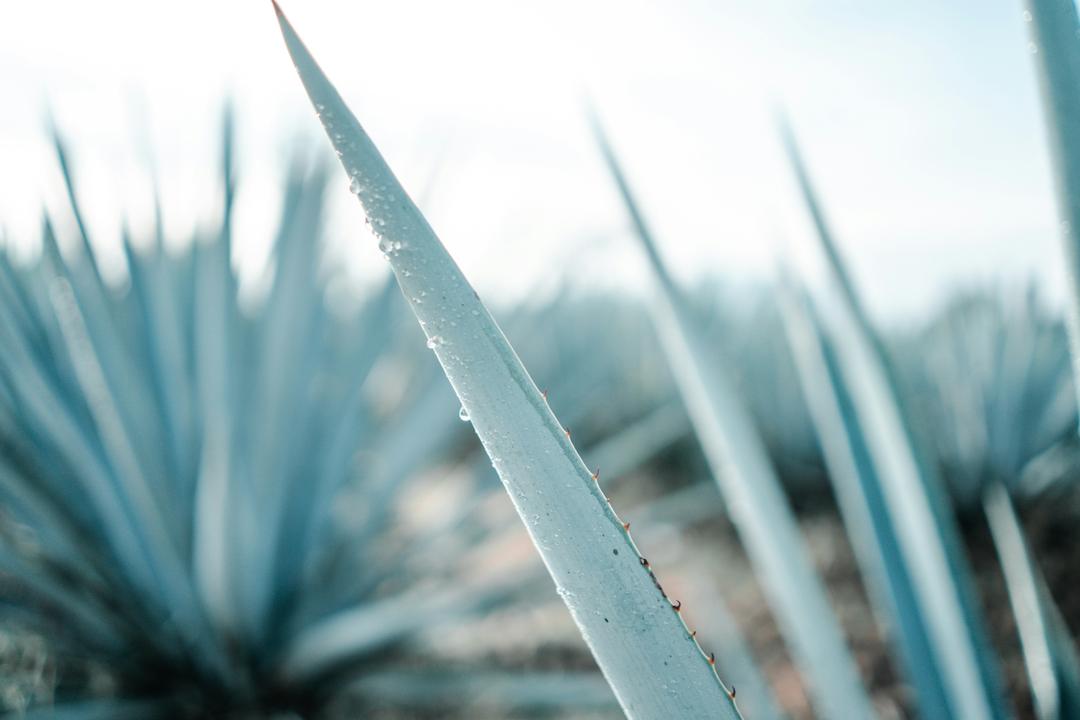 Smoky Agave