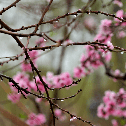 April Showers Bring May Flowers