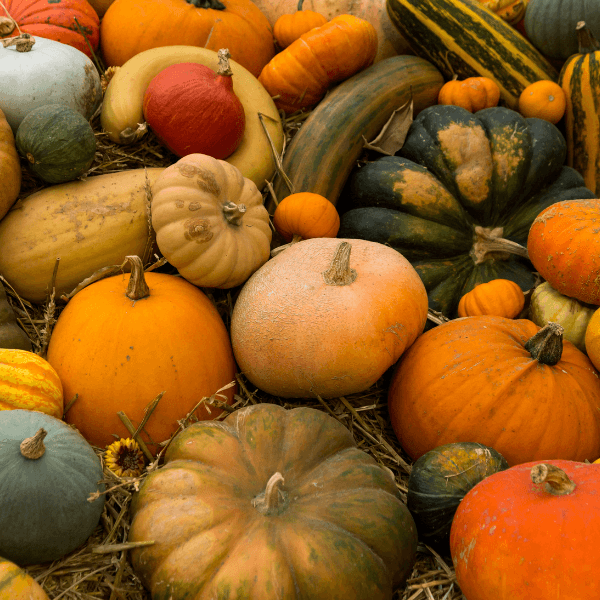 Pumpkin Patch Party